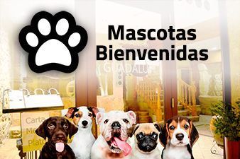 Hotel pet friendly cerca de Valencia sin petardos en el Matarraña